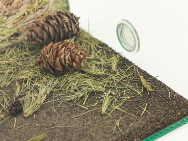 conifer/needle - small - 20g